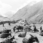 Himálaj-Nepál-Manáslu, Karavana yaků  | Himalaya-Nepal-Manaslu Yak caravan with cargo (1979)