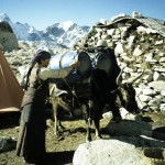 70 - Mt. Everest, Nakládání zavazadel na yaka (60x40)